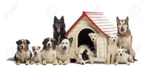 large-group-of-dogs-in-and-surrounding-a-kennel-against-white-background