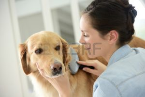 young-woman-brushing-her-dog-s-hair