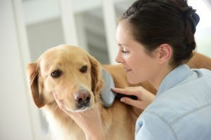 dog-grooming