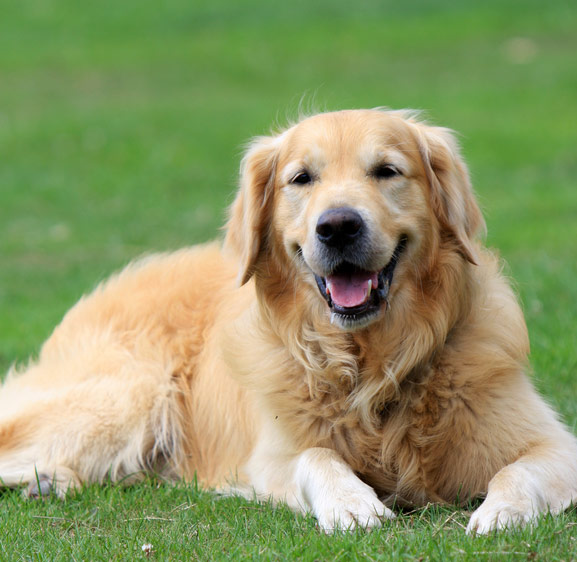 Best place to outlet board dogs near me