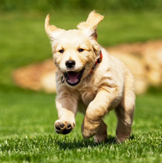 doggy-day-care